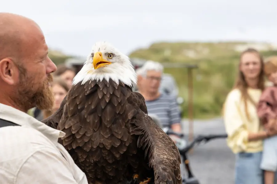 Roofvogelshow animatie duinoord