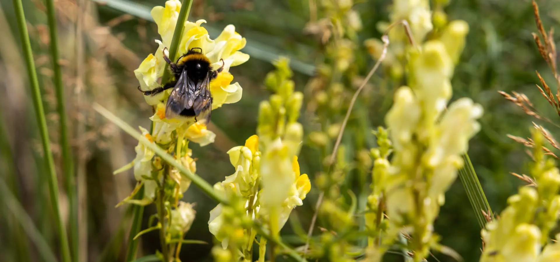 Lente op Ameland Duinoord