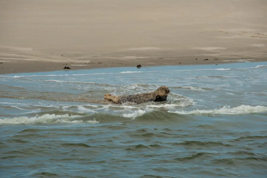 Zeehond zee ameland