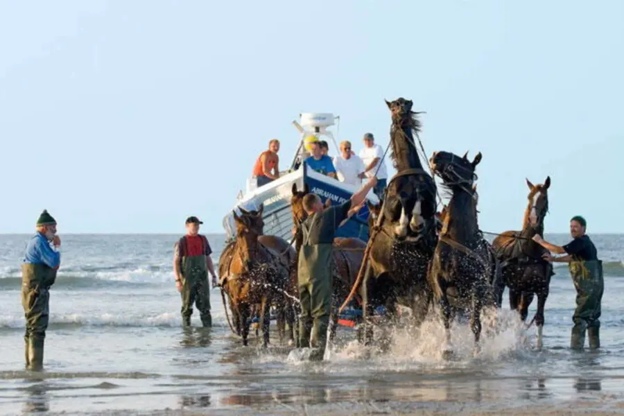 Paardenreddingboot Ameland paarden