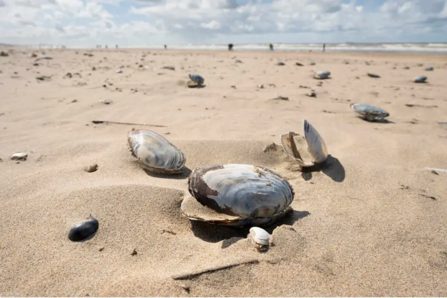 Schelpenteldag strand ameland schelp