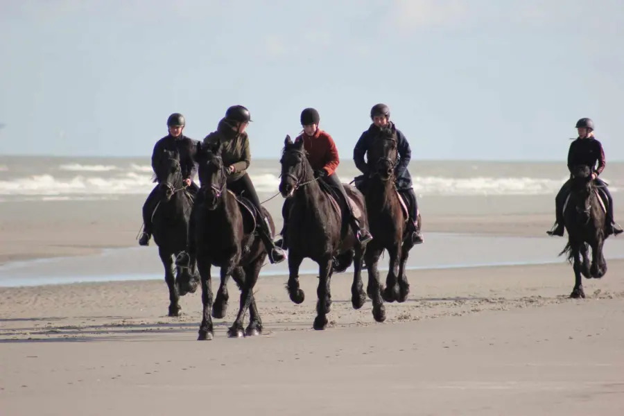 Paardrijden strand friese paarden