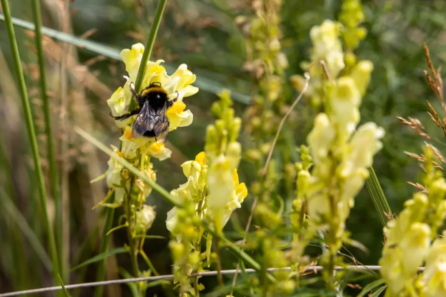 Lente op Ameland Duinoord